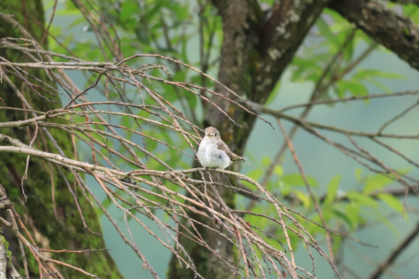 この野鳥の種類を教えてください！ by ma_bo