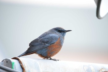 Blue Rock Thrush 神奈川県横浜市 Wed, 1/23/2019