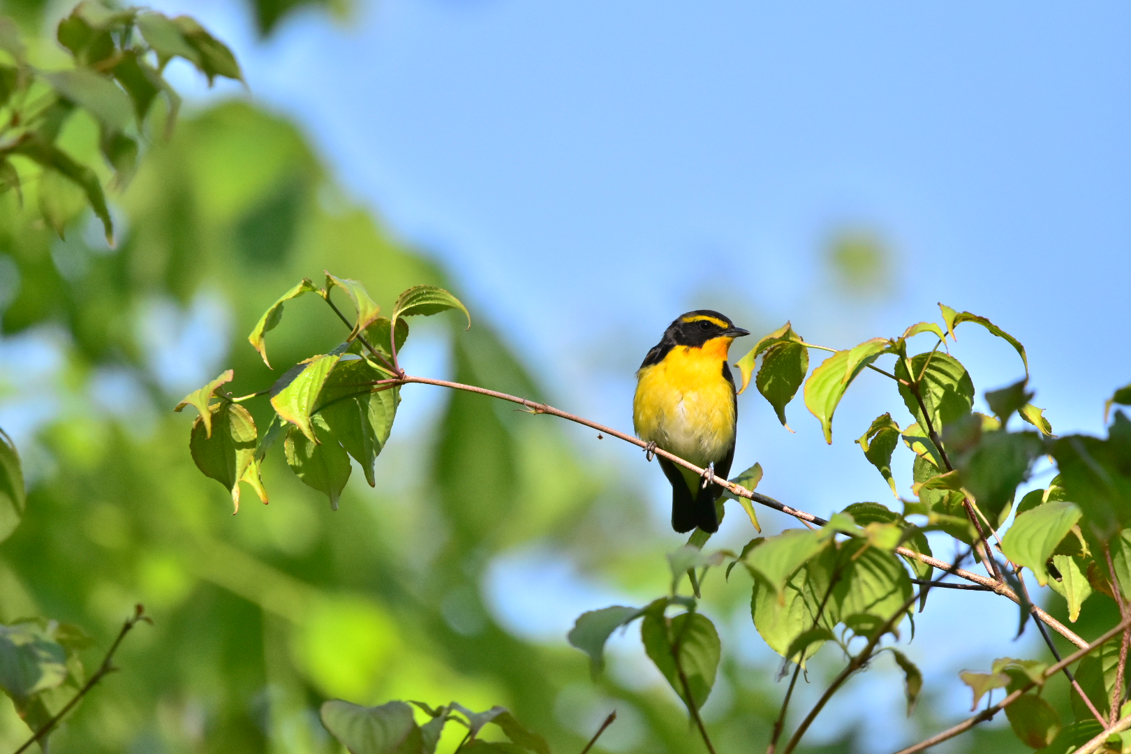 Photo of Narcissus Flycatcher at Yamanakako Lake by Tsunomill