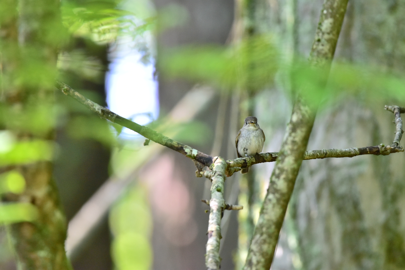 Photo of Asian Brown Flycatcher at Yamanakako Lake by Tsunomill