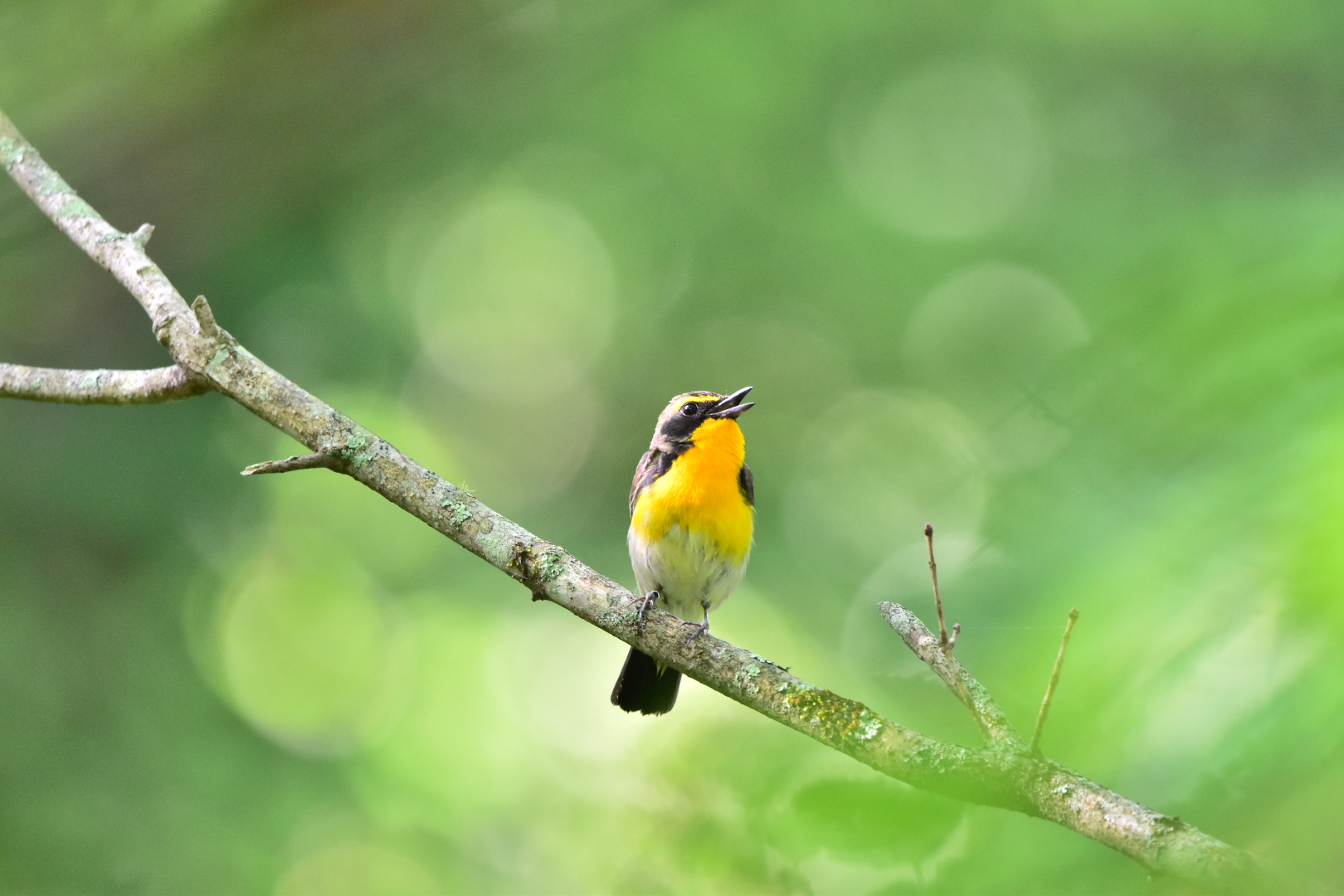 Photo of Narcissus Flycatcher at Yamanakako Lake by Tsunomill