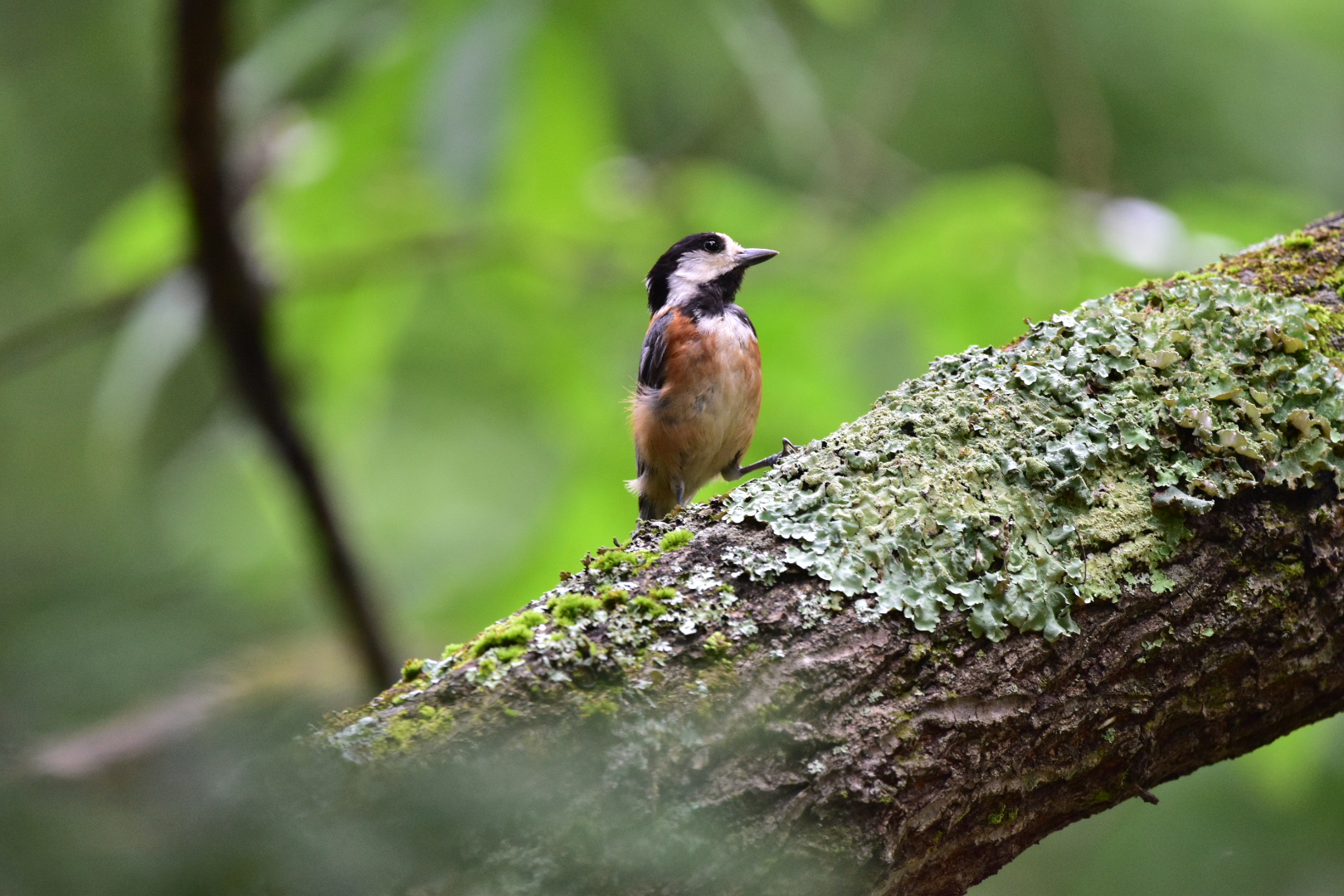 Photo of Varied Tit at 山梨県富士吉田市 by Tsunomill