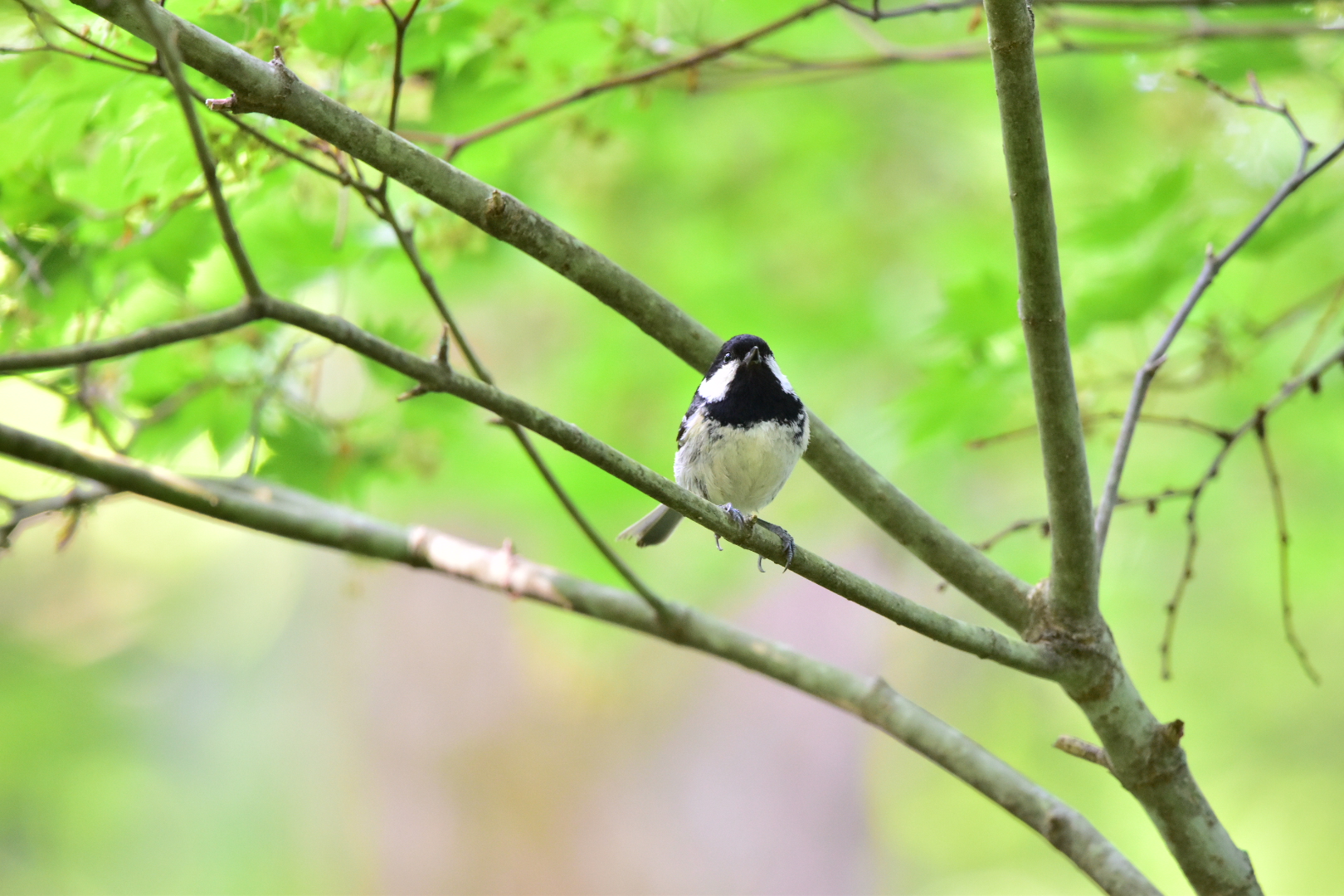 Photo of Coal Tit at Yamanakako Lake by Tsunomill