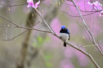 Blue-and-white Flycatcher 御胎内清宏園 Sat, 4/20/2019