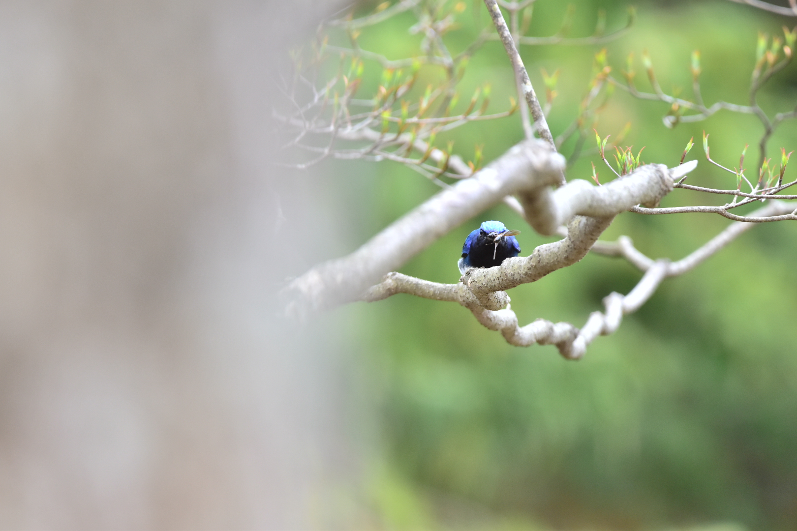 Photo of Blue-and-white Flycatcher at 御胎内清宏園 by Tsunomill