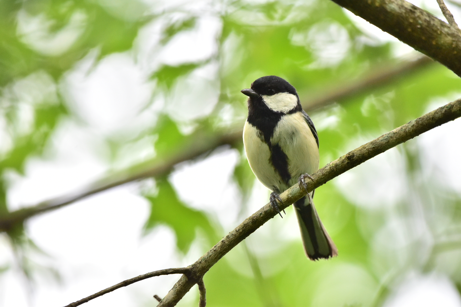 Photo of Japanese Tit at Yamanakako Lake by Tsunomill