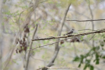 Asian Brown Flycatcher 御胎内清宏園 Sat, 4/20/2019