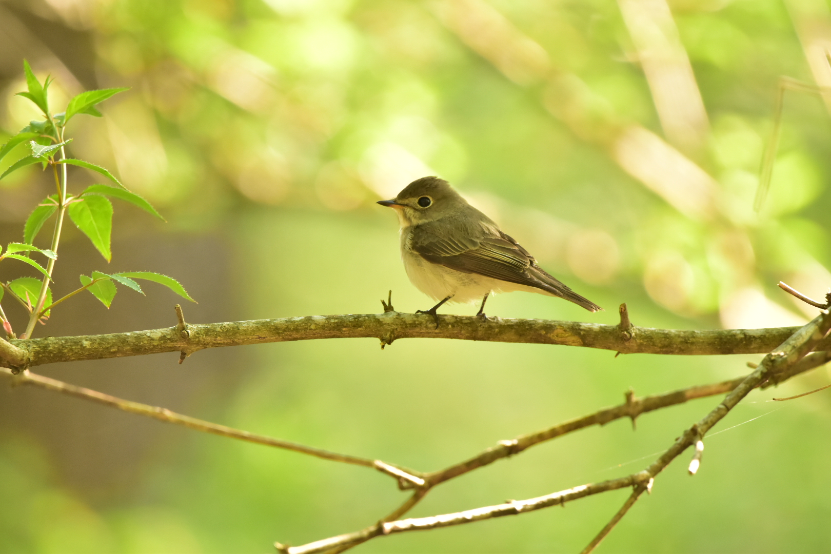 Photo of Asian Brown Flycatcher at Yamanakako Lake by Tsunomill