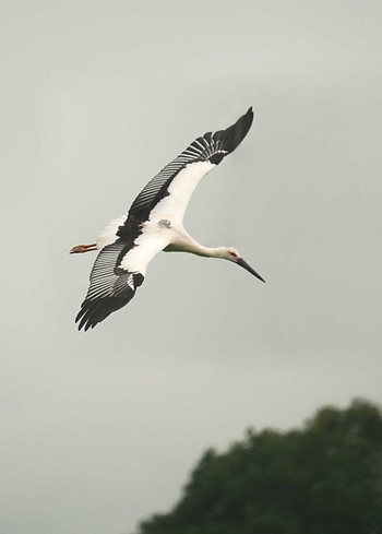 コウノトリ 千葉県野田市 2019年7月11日(木)