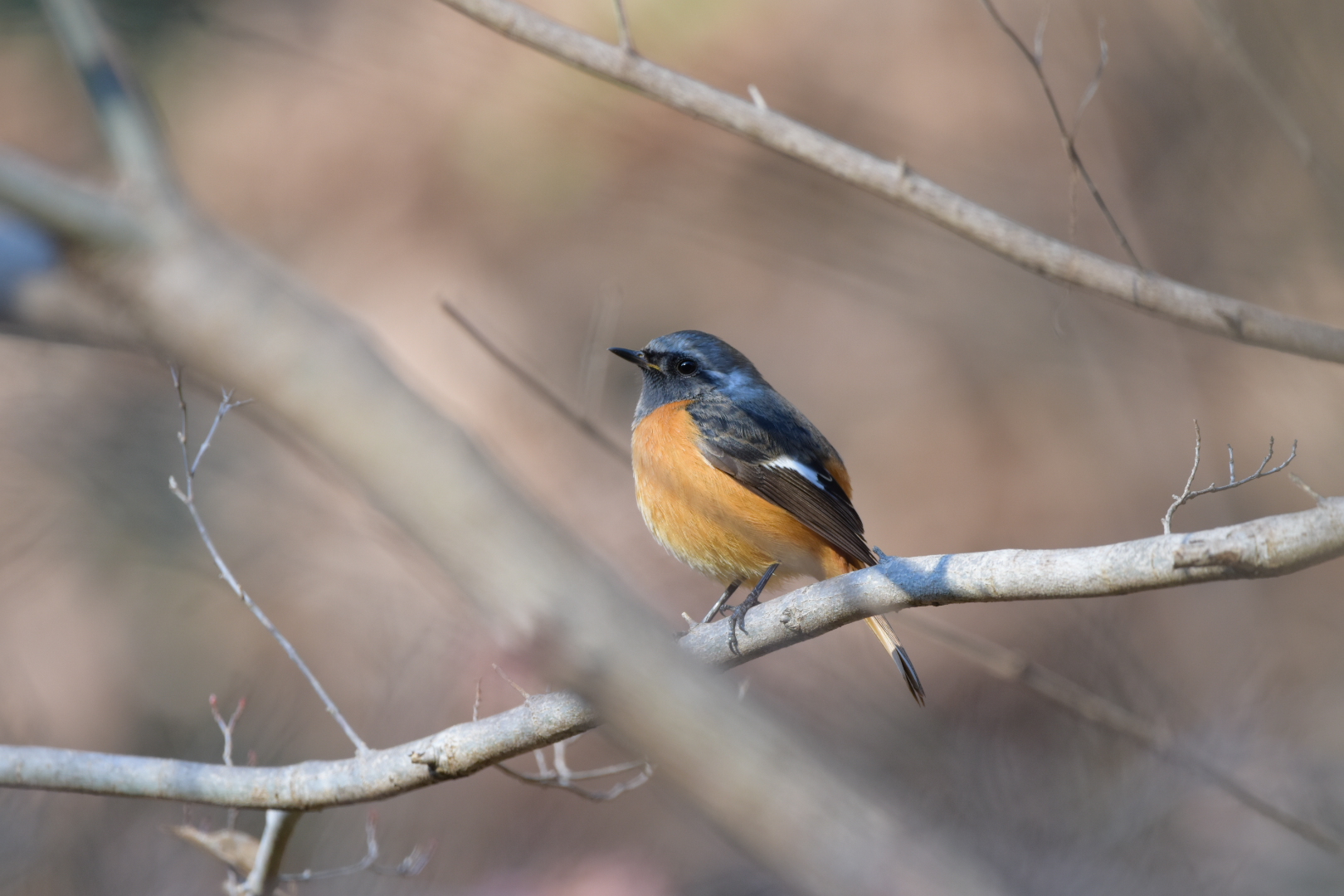 Photo of Daurian Redstart at 厚木七沢森林公園 by Tsunomill