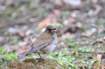 Pale Thrush 厚木七沢森林公園 Sat, 1/26/2019