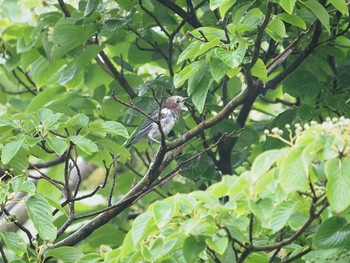 2019年7月14日(日) 葛西臨海公園の野鳥観察記録