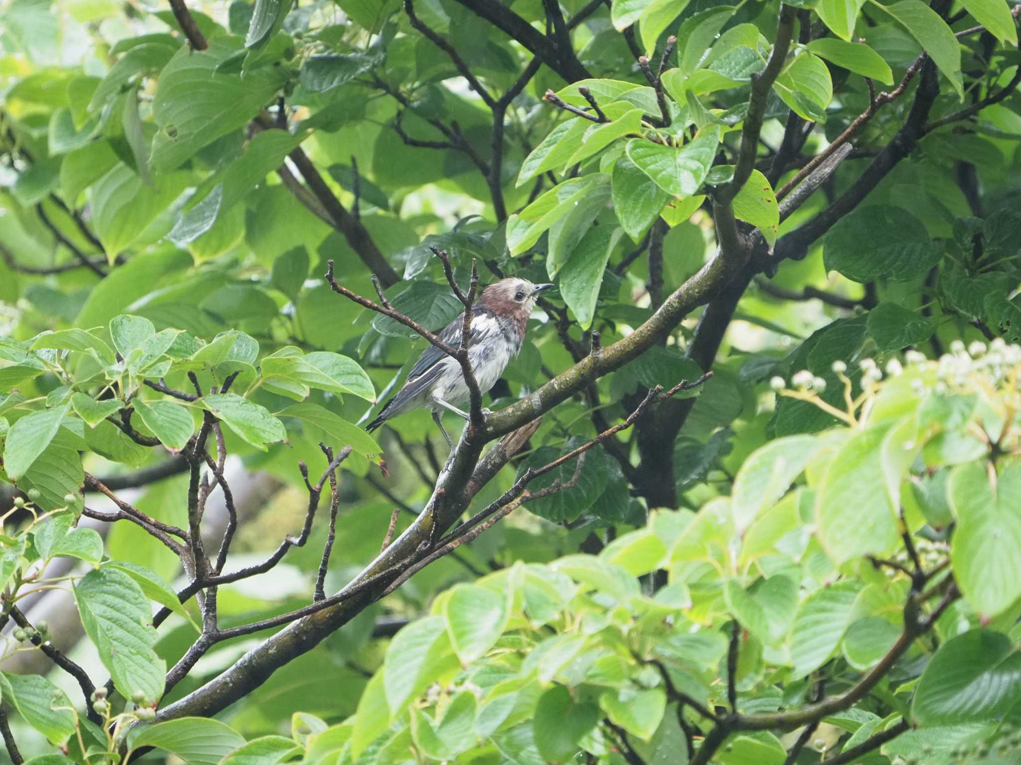 葛西臨海公園 コムクドリの写真 by ふなきち