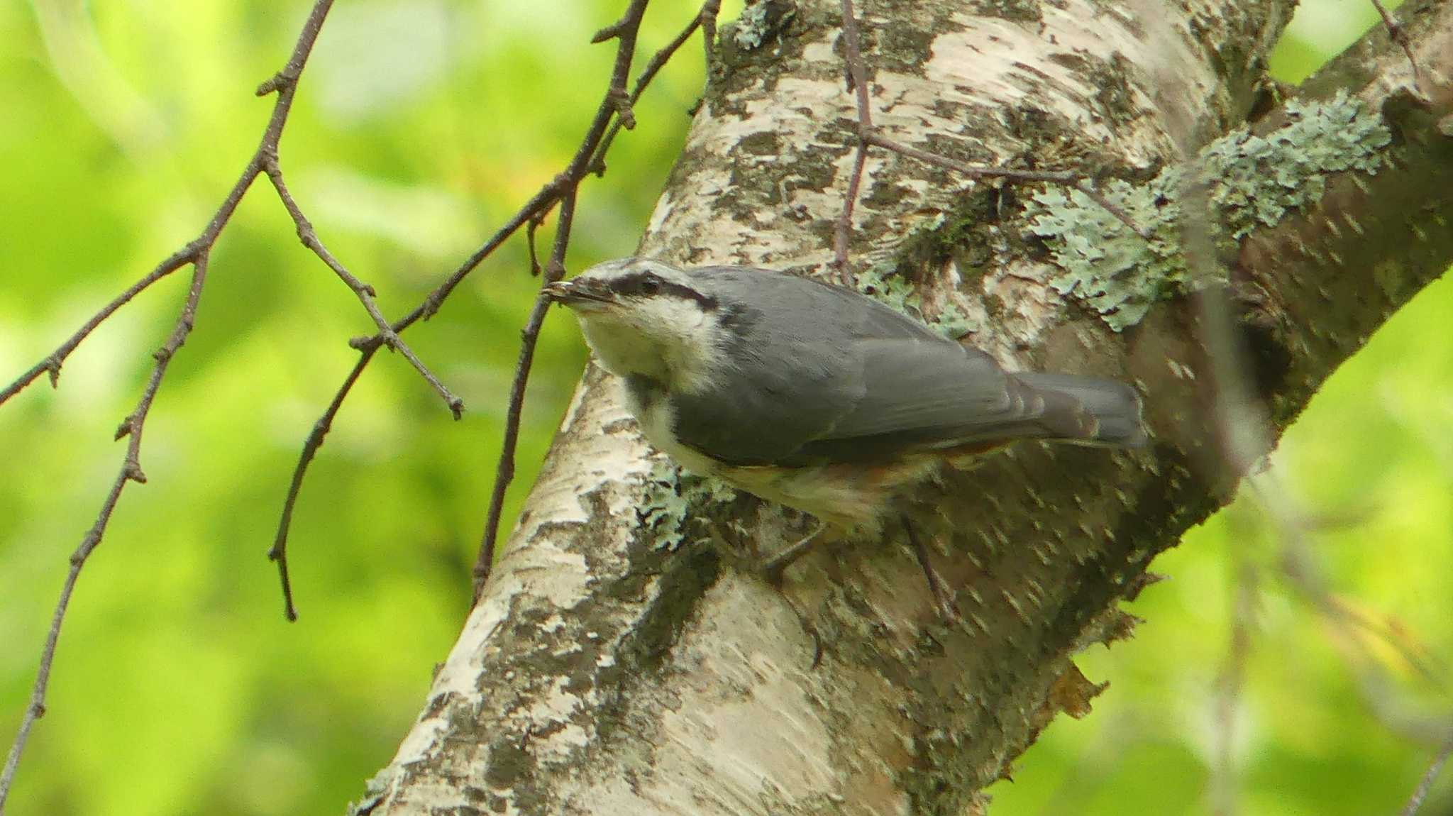 シロハラゴジュウカラ