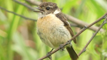 Amur Stonechat 石狩川河口 Sun, 7/14/2019