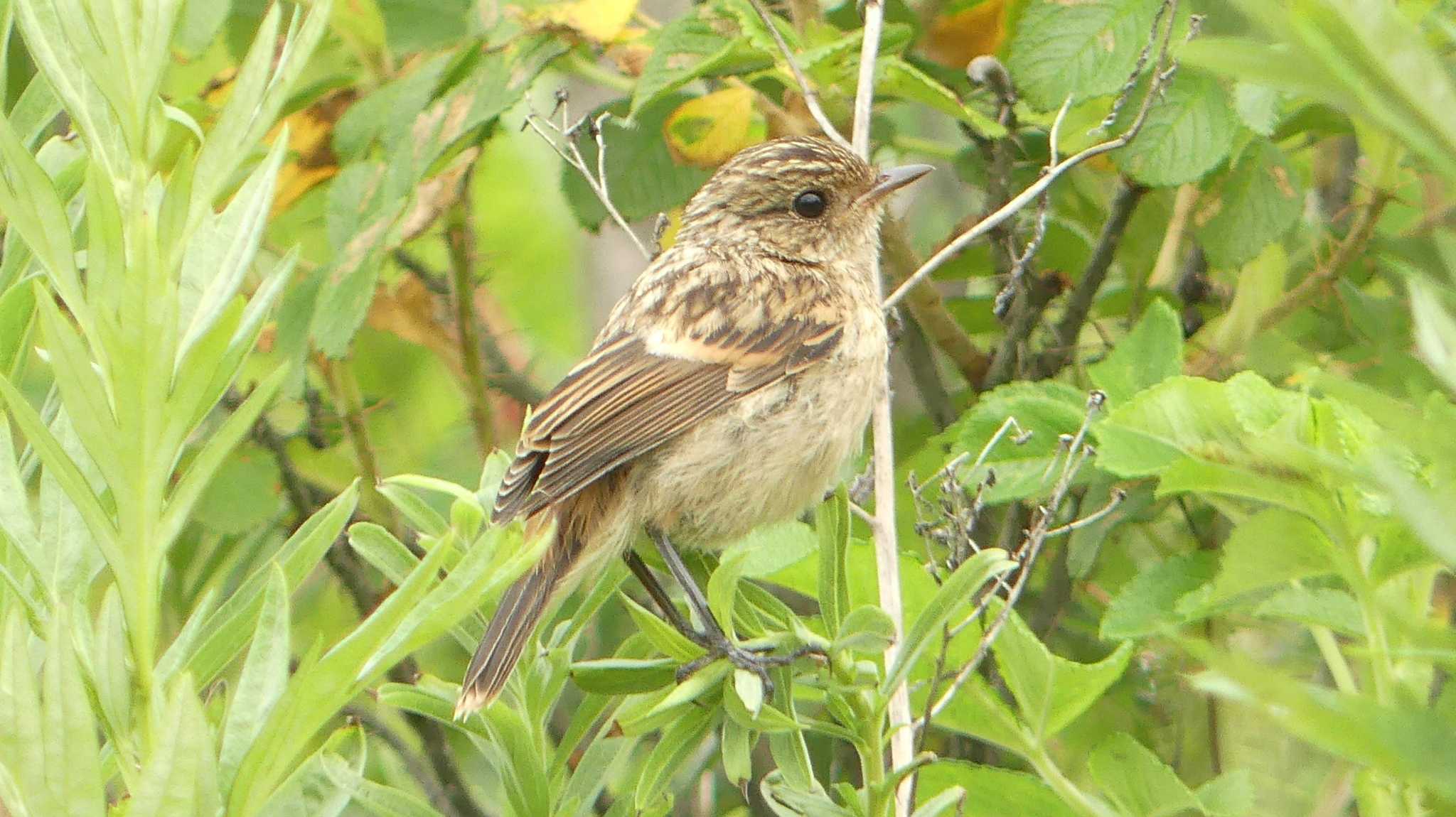 ♀の若鳥かと