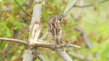 Chestnut-eared Bunting 石狩川河口 Sun, 7/14/2019