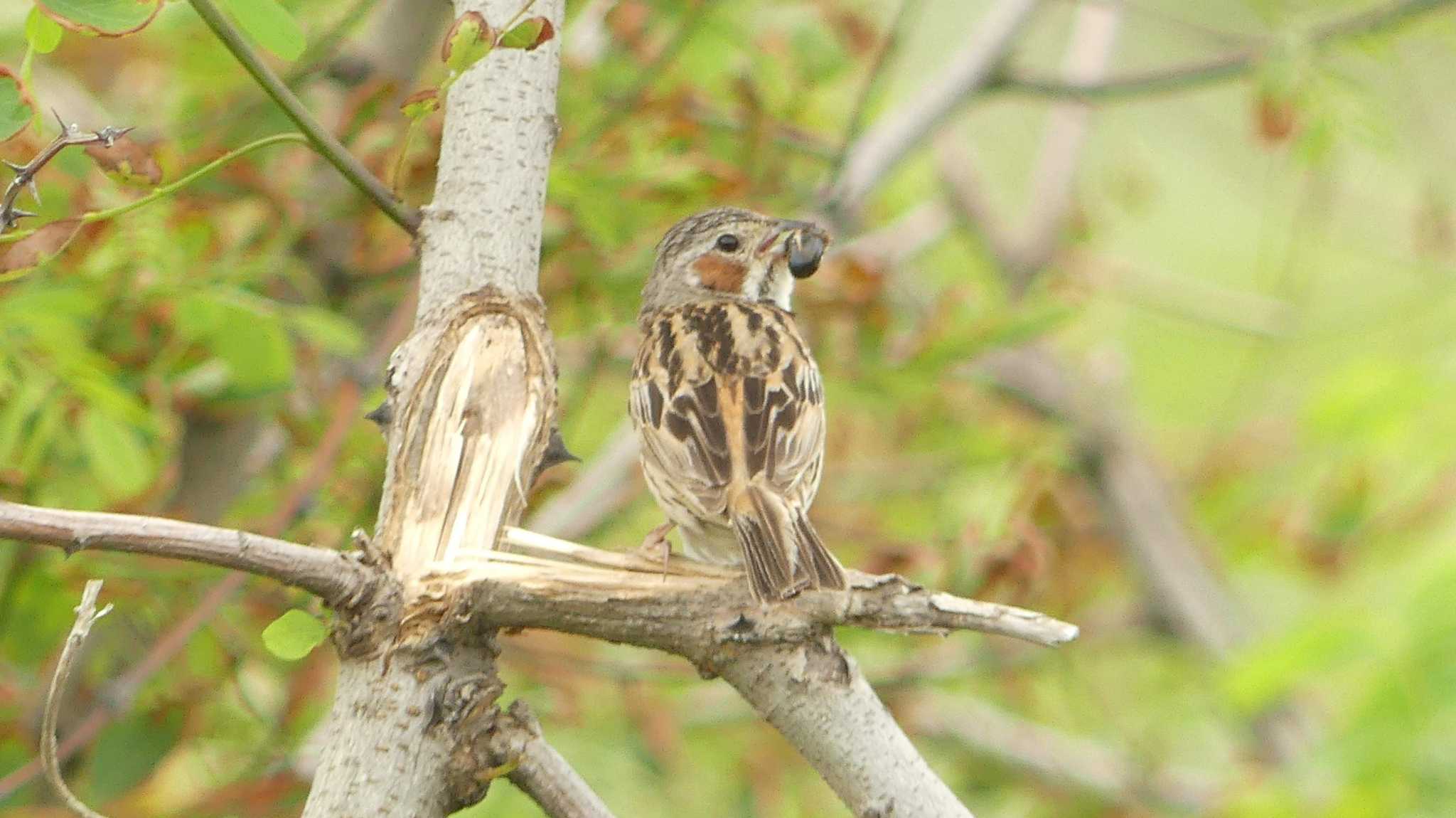 Chestnut-eared Bunting