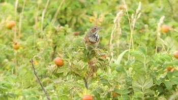 Chestnut-eared Bunting 石狩川河口 Sun, 7/14/2019