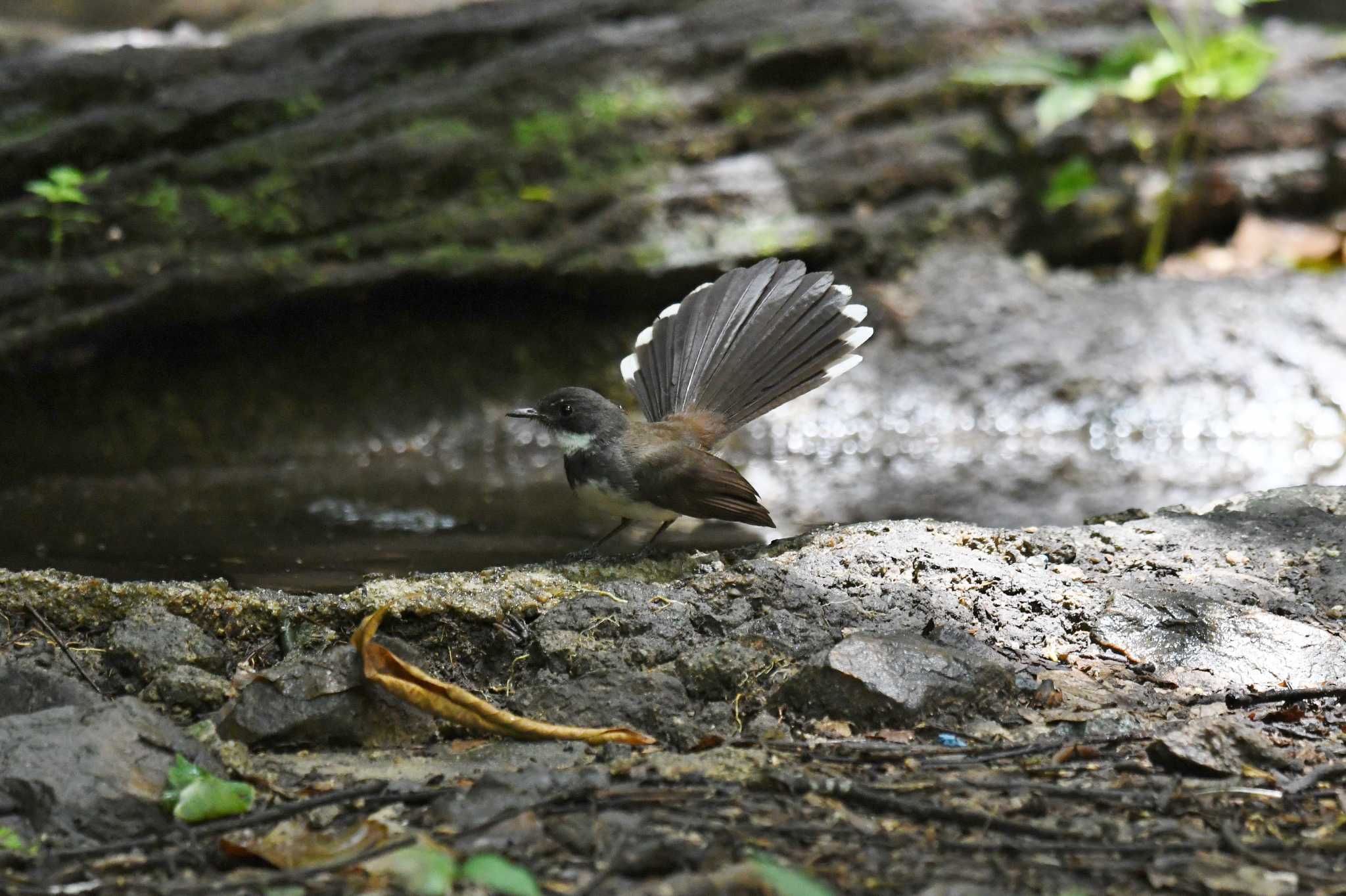 ケーン・クラチャン国立公園 ムナオビオウギビタキの写真