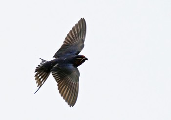 Barn Swallow 道の駅たばやま Tue, 6/4/2019