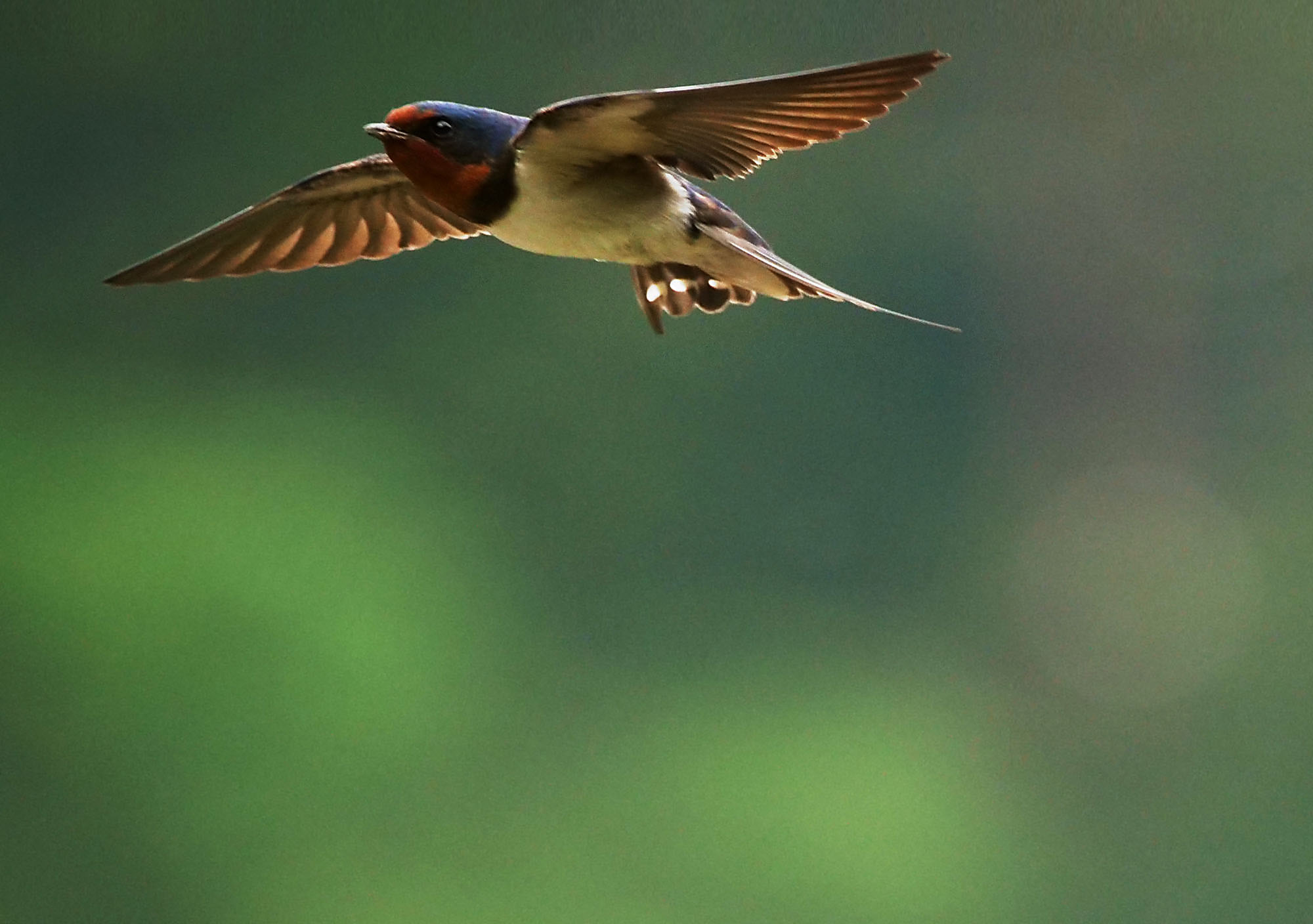 Photo of Barn Swallow at 道の駅たばやま by Rothlega