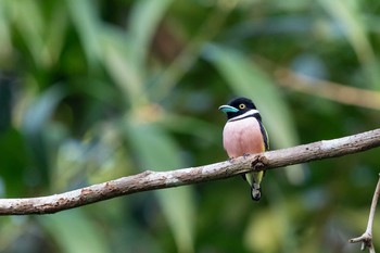 Black-and-yellow Broadbill Sri Phang-nga NP Mon, 2/25/2019