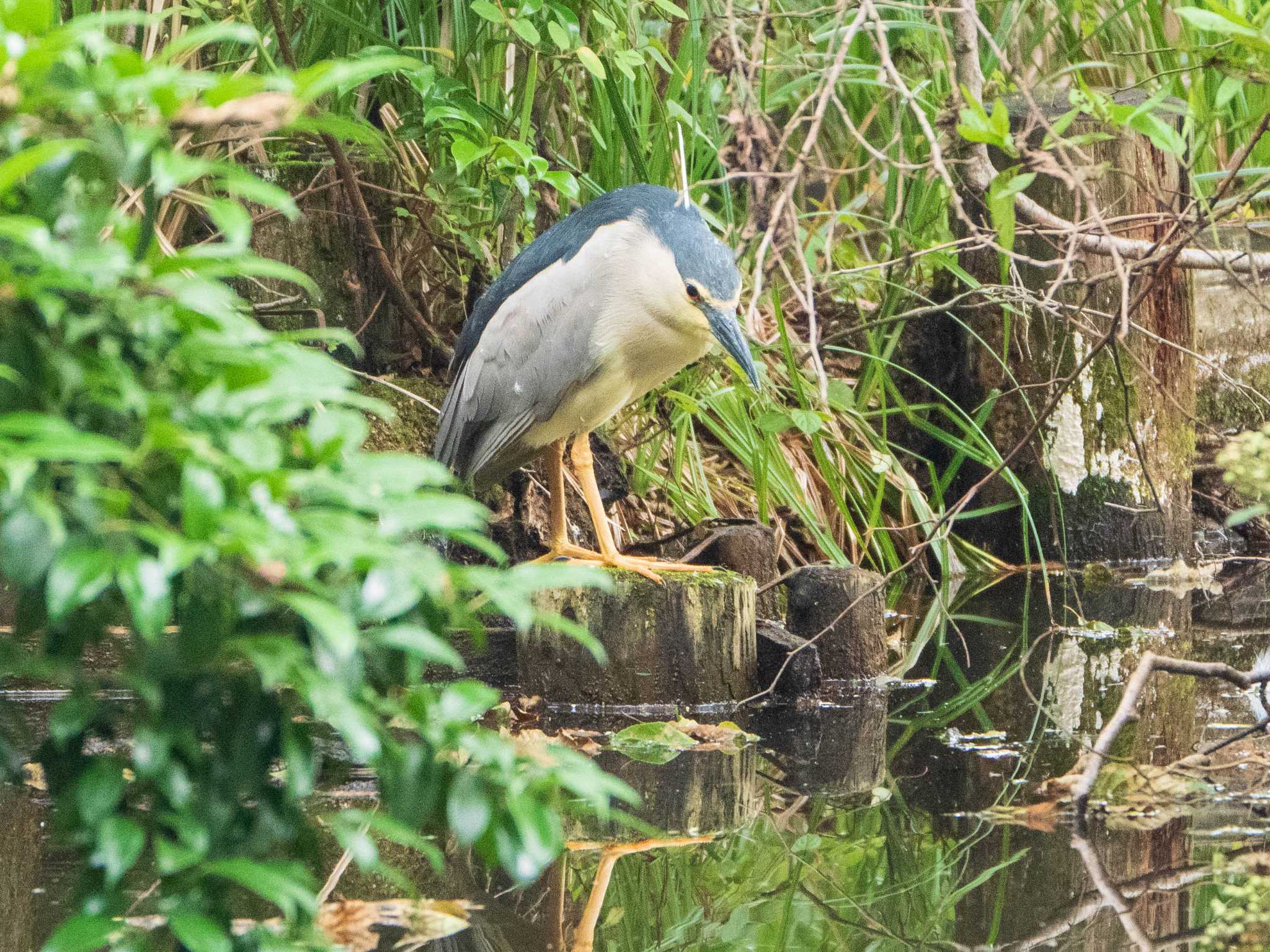 石神井公園 ゴイサギの写真