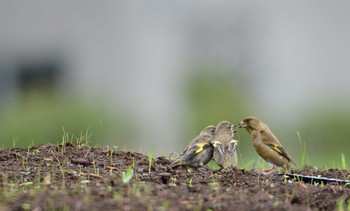 Grey-capped Greenfinch Kasai Rinkai Park Mon, 7/15/2019