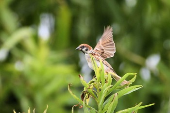 2019年7月13日(土) 銚子波崎笹川の野鳥観察記録