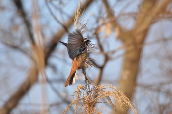 Meadow Bunting 千葉県松戸市 Wed, 2/20/2019