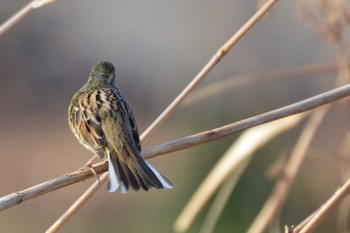 Masked Bunting 千葉県松戸市 Wed, 2/20/2019