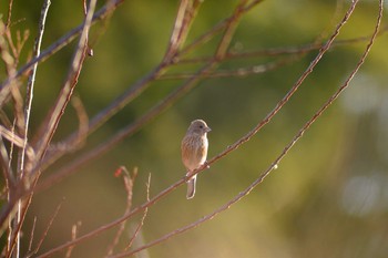 ベニマシコ 茨城県みらい平 2019年1月8日(火)