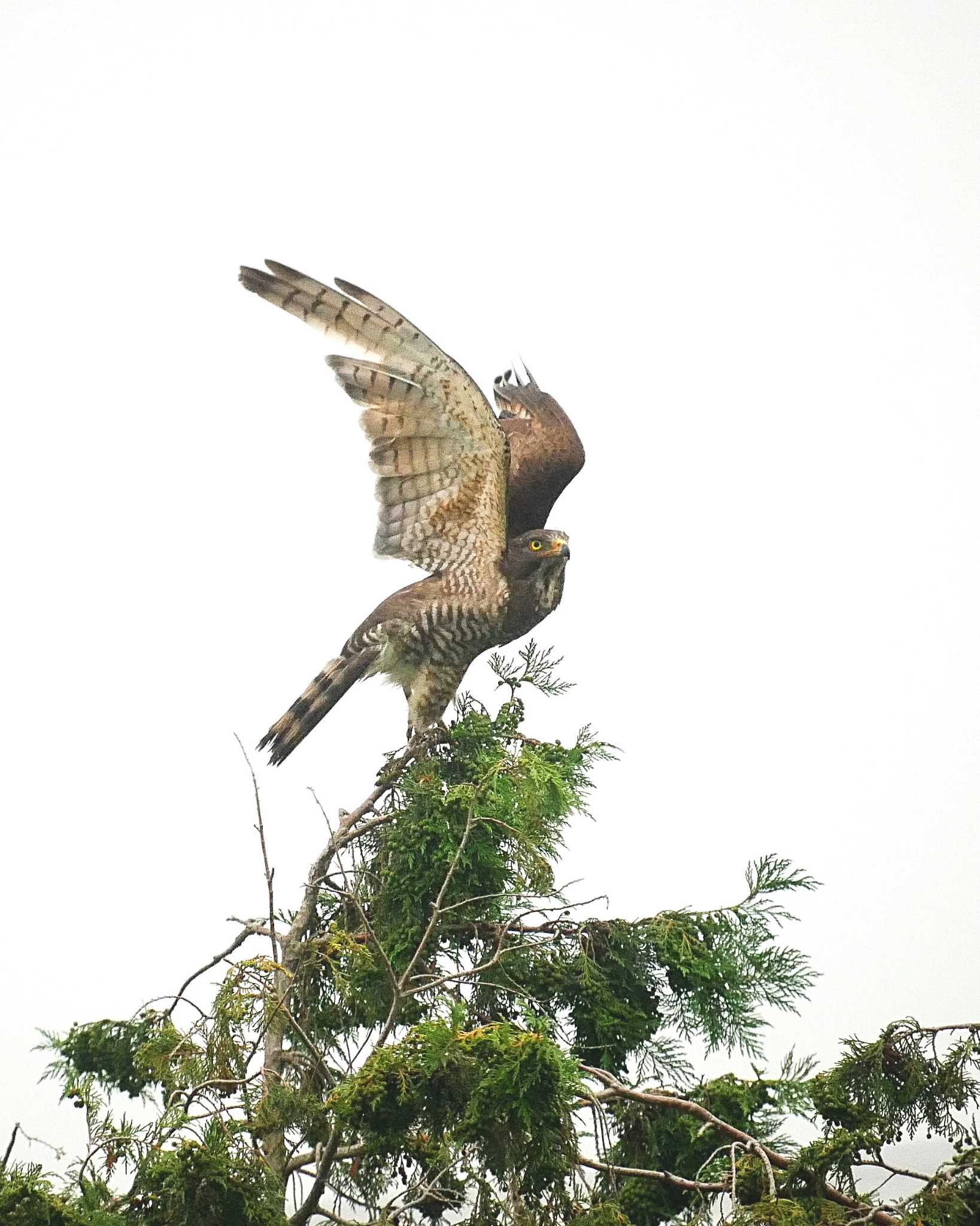 Photo of Grey-faced Buzzard at 千葉県柏市 by のりさん