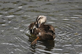 2019年7月15日(月) 野川の野鳥観察記録