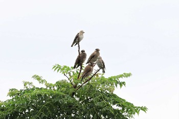 コムクドリ 葛西臨海公園 2019年7月15日(月)