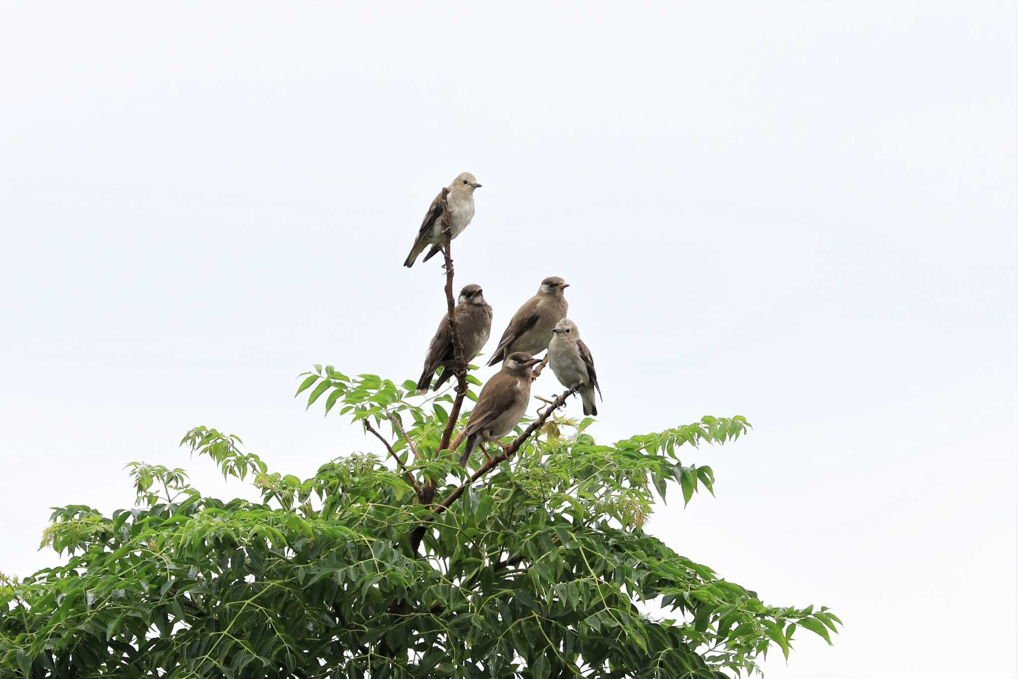 葛西臨海公園 コムクドリの写真