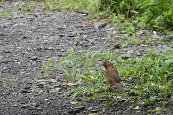 2019年7月15日(月) 多摩森林科学園の野鳥観察記録