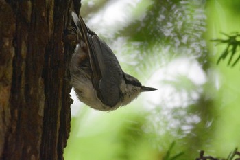 Eurasian Nuthatch(asiatica) Tomakomai Experimental Forest Unknown Date