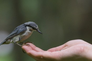 Eurasian Nuthatch(asiatica) Tomakomai Experimental Forest Mon, 7/15/2019