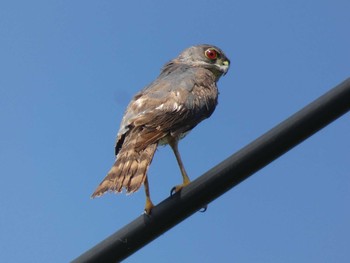 Japanese Sparrowhawk(iwasakii) Yoron Island Mon, 7/15/2019