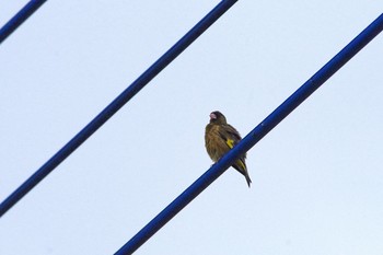 カワラヒワ 大栗川 2019年7月15日(月)