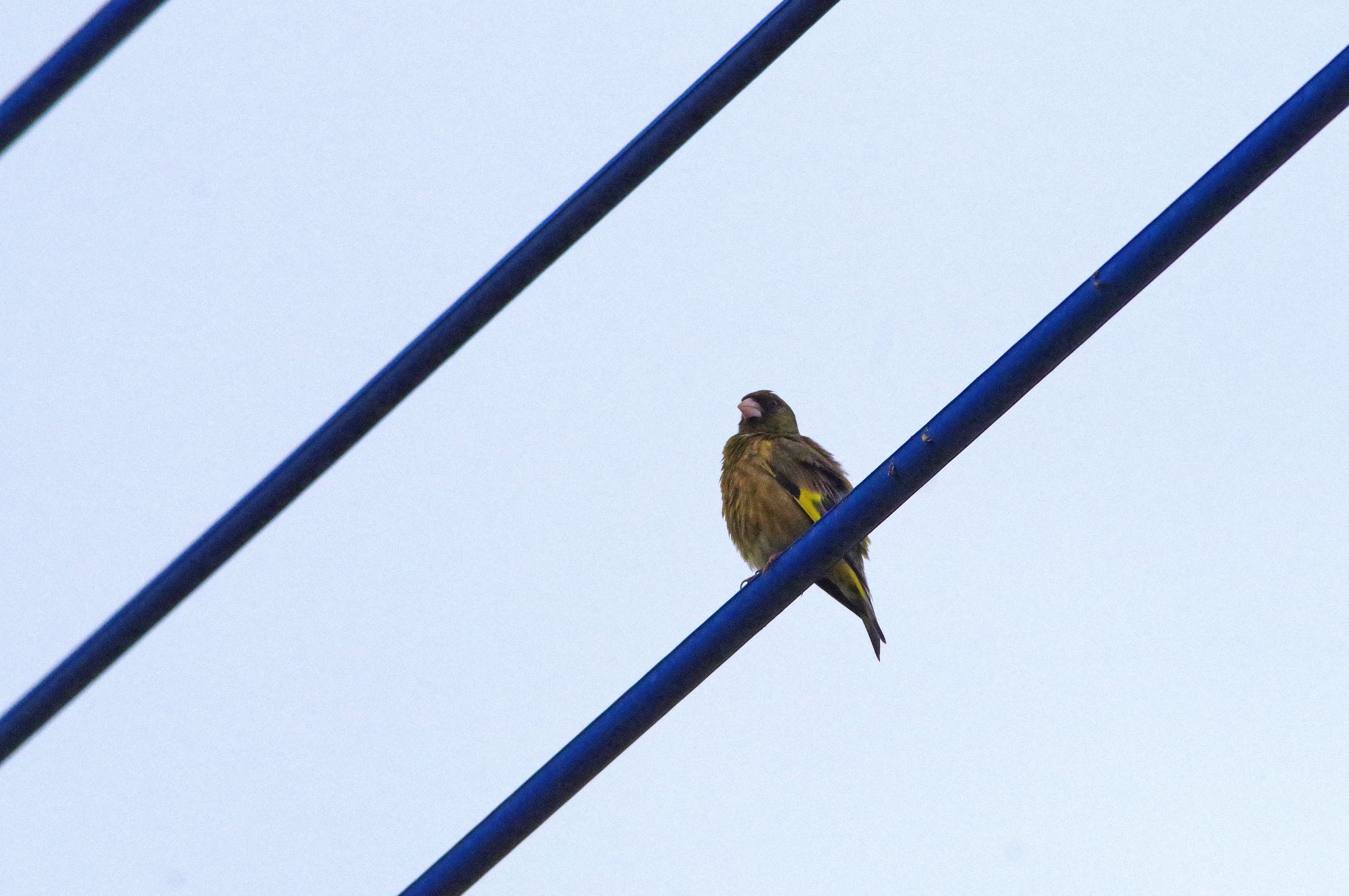 Photo of Grey-capped Greenfinch at 大栗川 by SPR