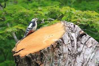 Great Spotted Woodpecker(japonicus) Miharashi Park(Hakodate) Sun, 7/14/2019