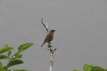 Siberian Rubythroat 春採公園 Mon, 7/15/2019