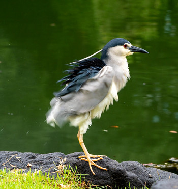 ゴイサギ 浜離宮恩賜庭園 2019年7月15日(月)