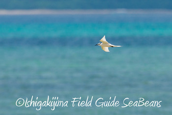 エリグロアジサシ 石垣島 2019年7月15日(月)