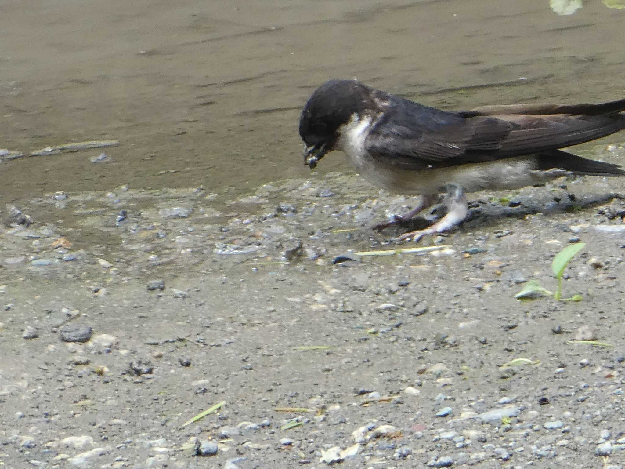 Photo of Asian House Martin at 上田城跡公園 by Kozakuraband