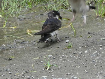 Asian House Martin 上田城跡公園 Mon, 7/15/2019