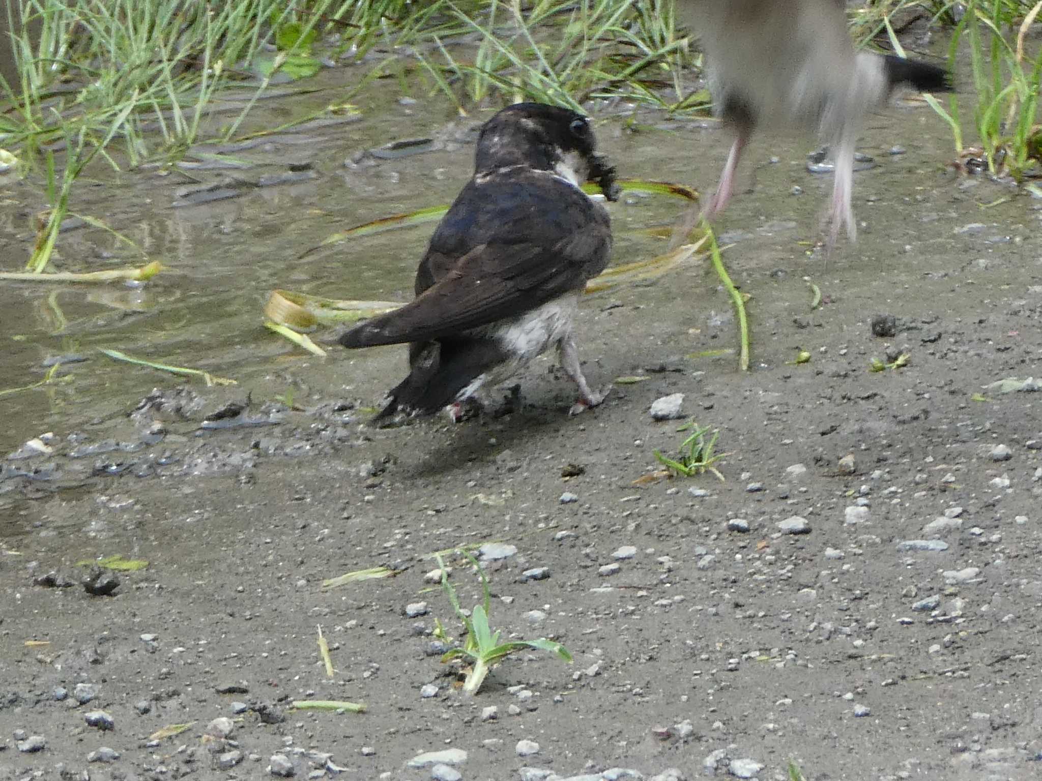 Asian House Martin